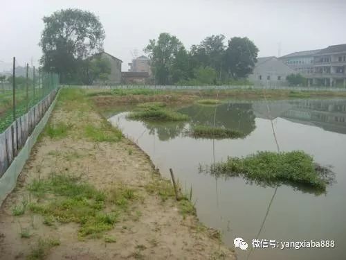 龍蝦養(yǎng)殖技術(shù)服務(wù)亂象 多少人在假借技術(shù)之名行推銷之實